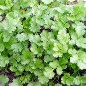 Herbs Used in Cooking  Chervil through Cilantro